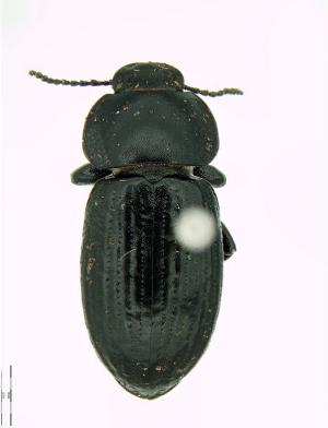 holotype